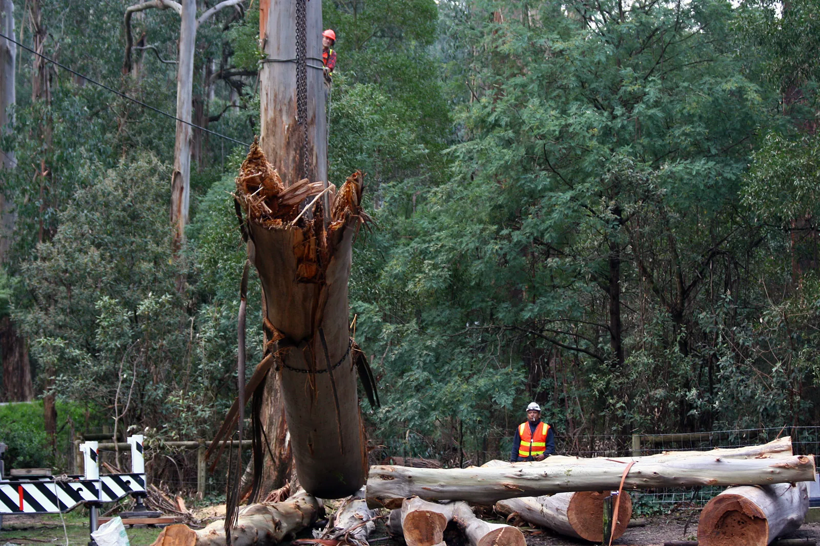 Emergency tree hazard assessment in Augusta Georgia