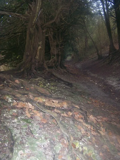 Exposed tree roots and soil heaving