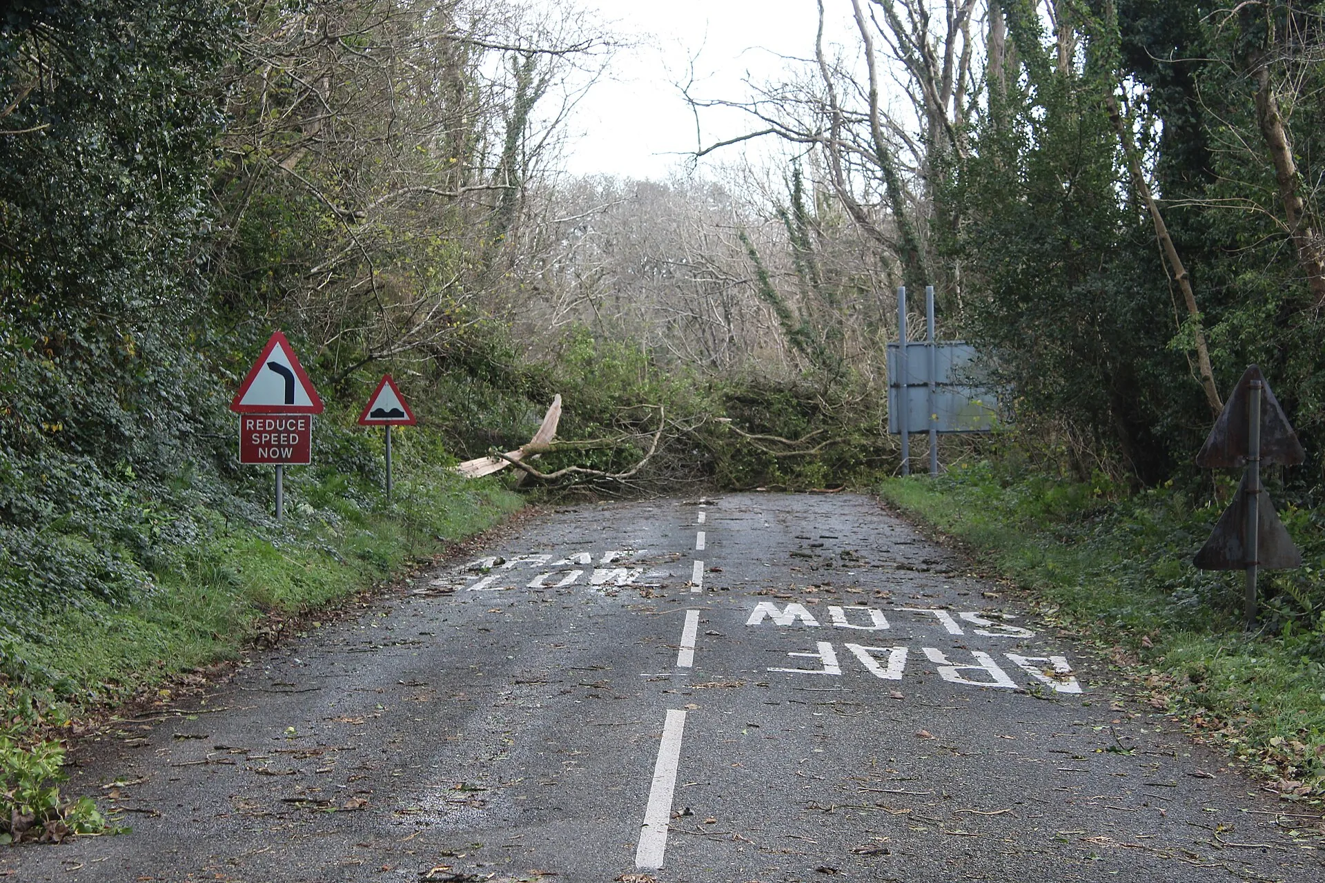 Fallen tree blocking a driveway