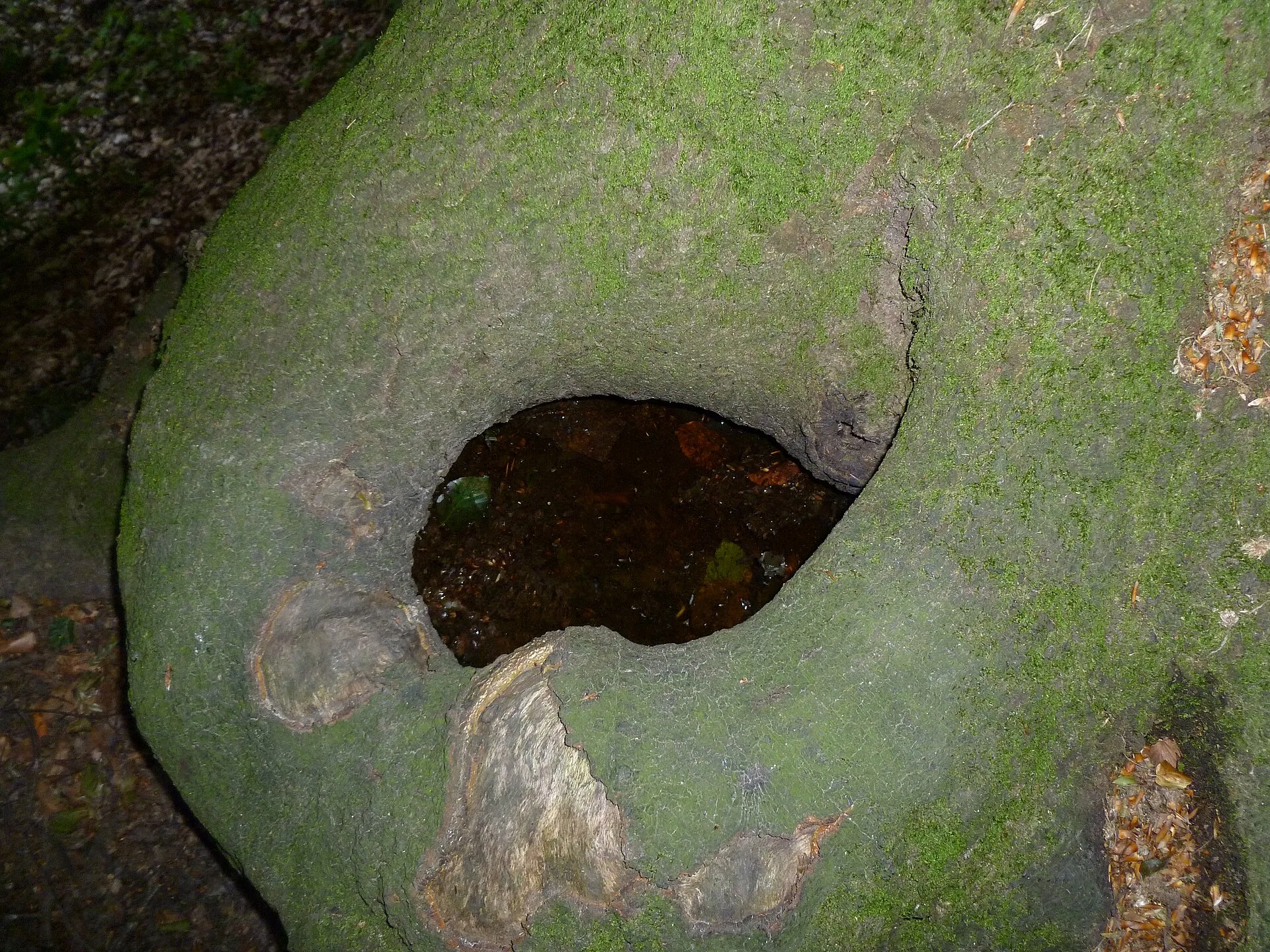 Healthy-looking tree with a visible trunk cavity