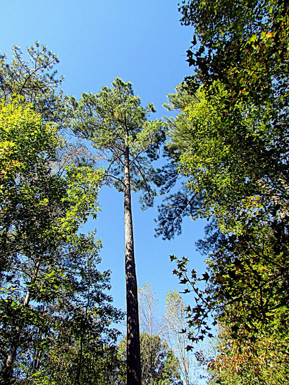 Tall loblolly pine tree