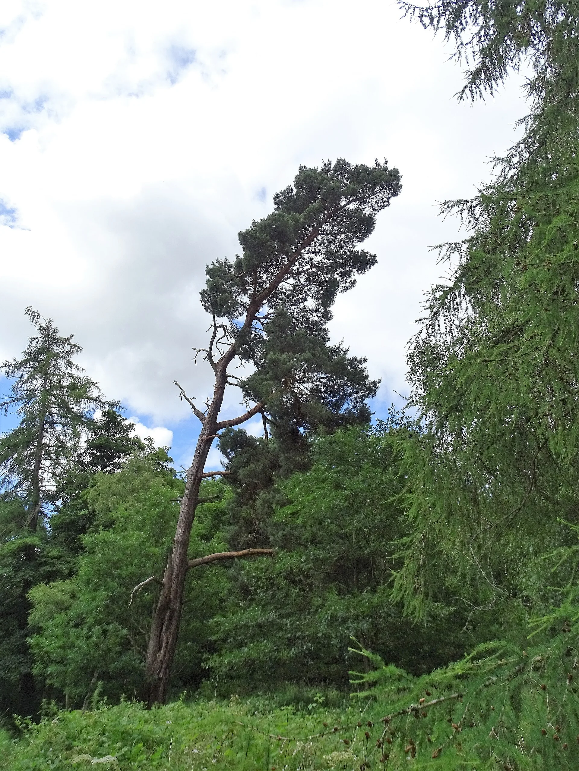 Leaning tree near a house