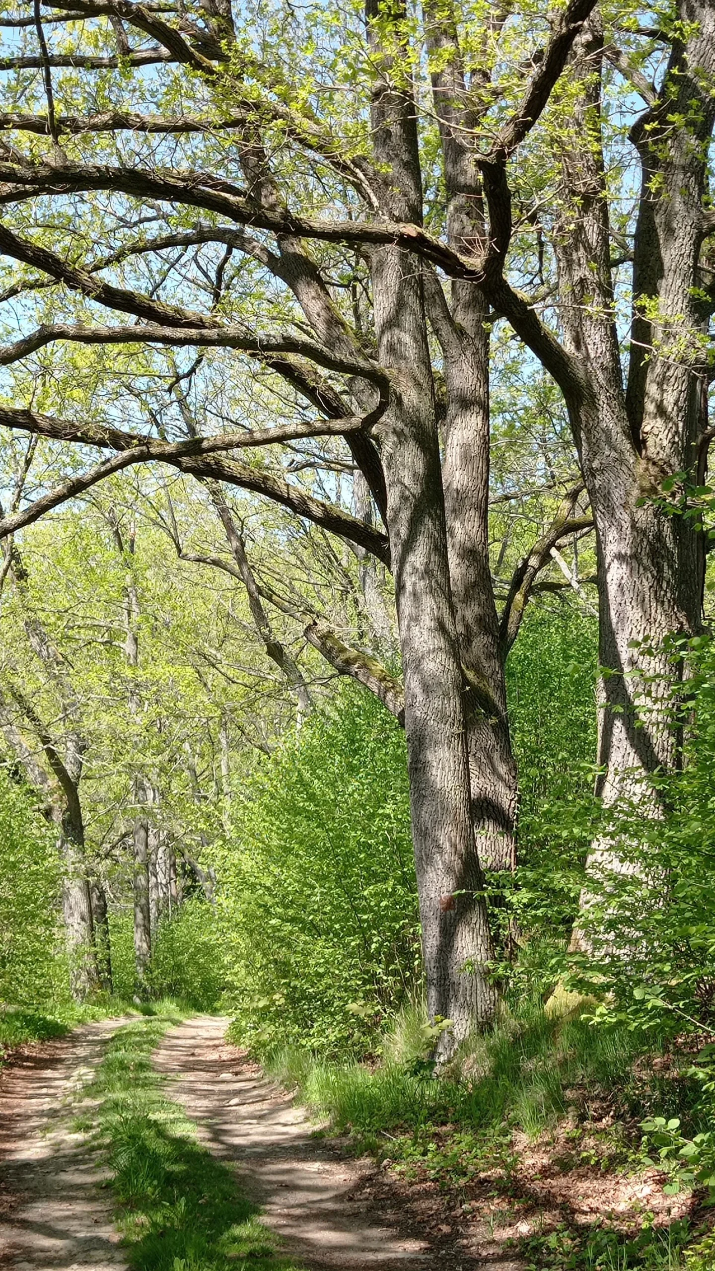 Mature oak trees in Augusta Georgia