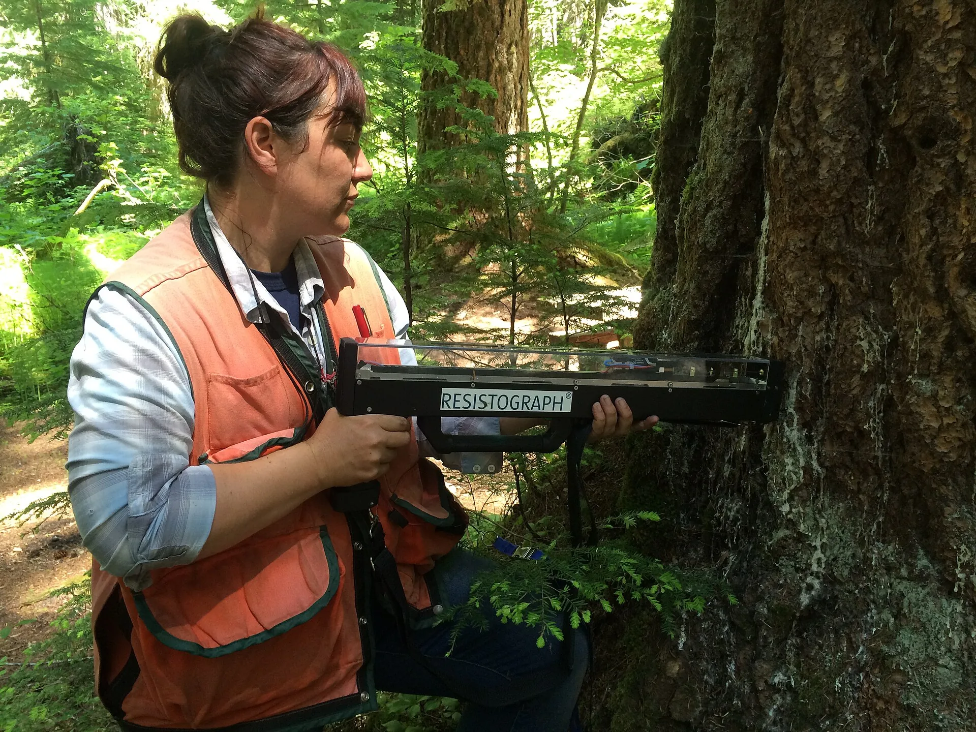 Resistograph testing for internal tree decay