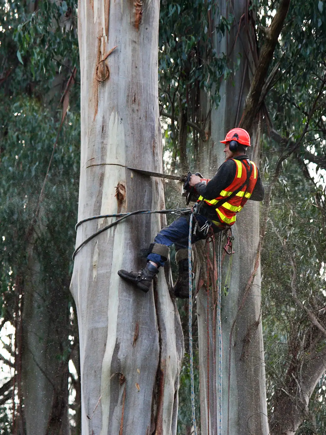 Arborist secured with rigging ropes cutting a tree trunk section
