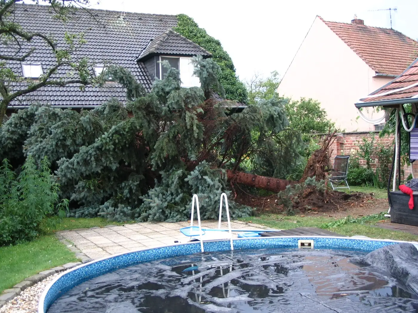 Uprooted spruce tree down in a residential backyard after a storm