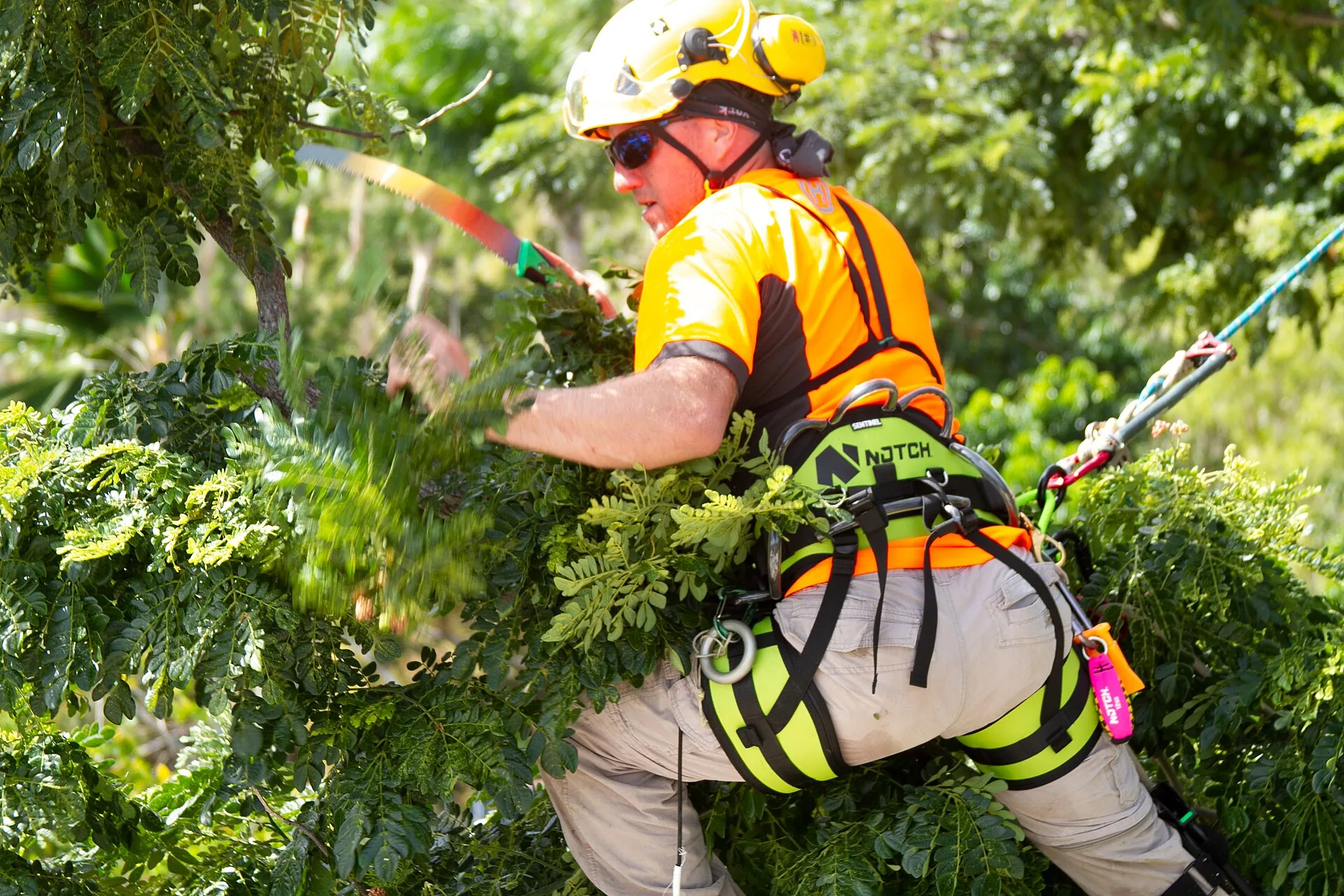 Tree cabling and pruning as risk mitigation