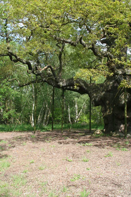 Tree cabling and bracing support system installed in a mature tree