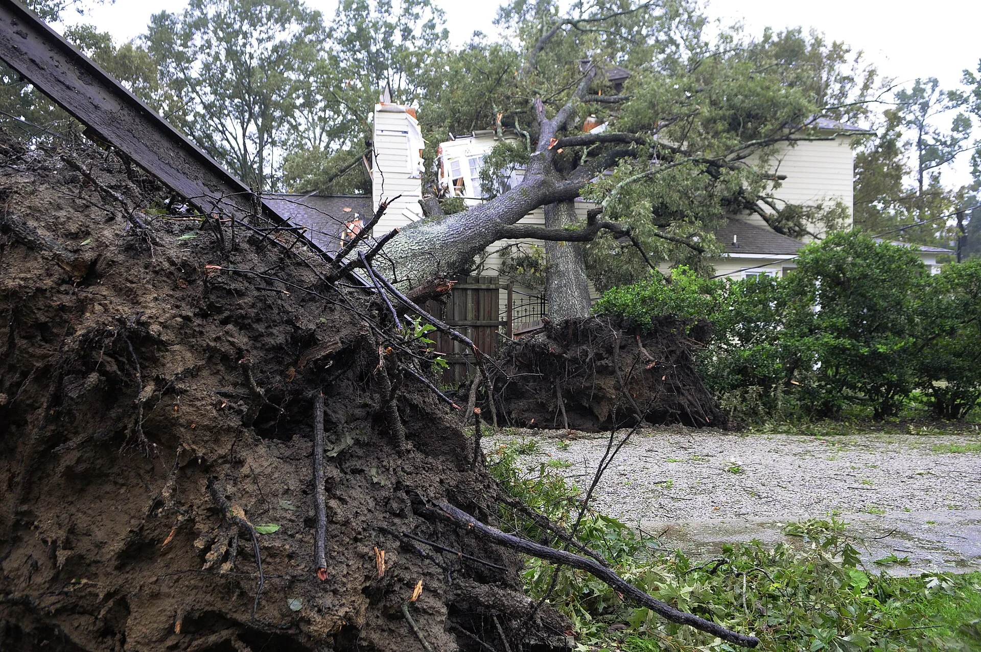 Tree on a house requiring emergency removal