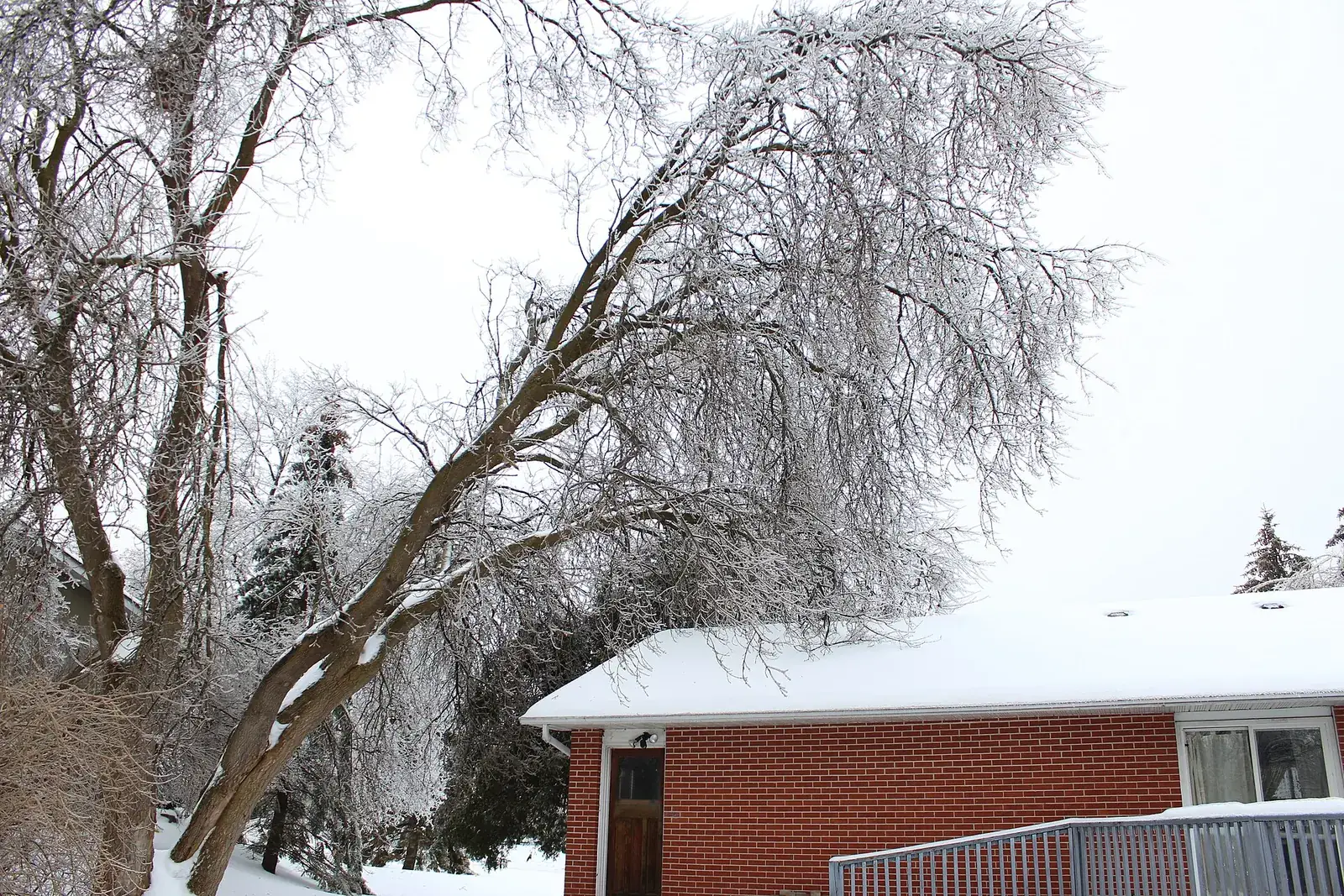Ice-laden tree leaning over a house roof