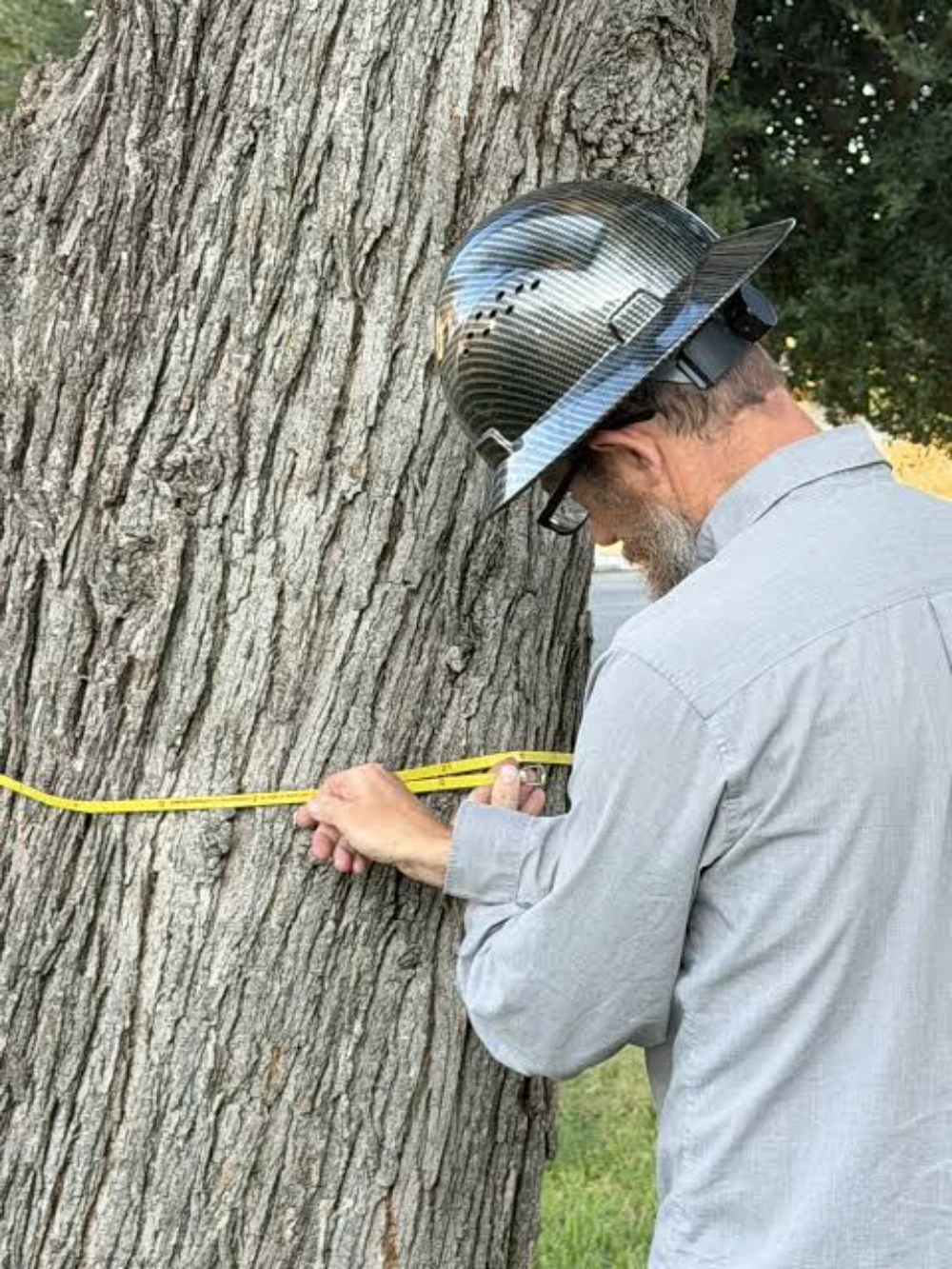 Tree removal estimate and preparation process in Augusta Georgia