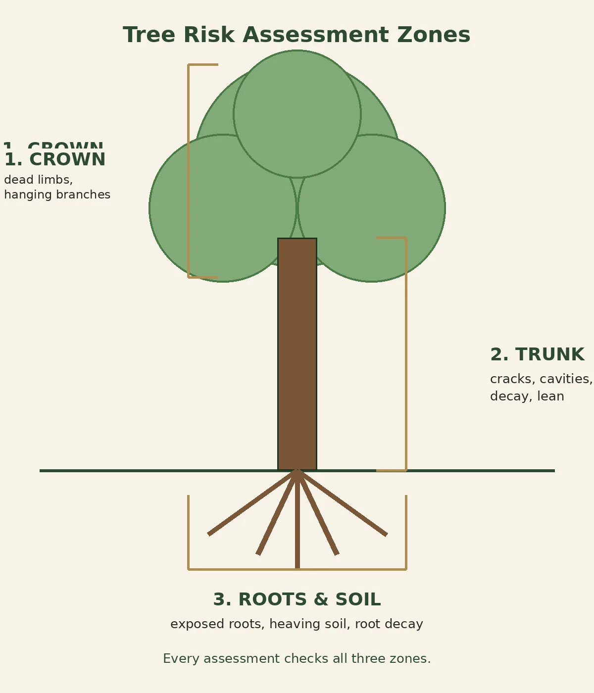 Tree risk assessment zones showing roots, trunk and crown
