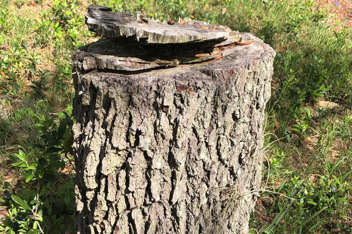 Tree stump before grinding in Augusta Georgia