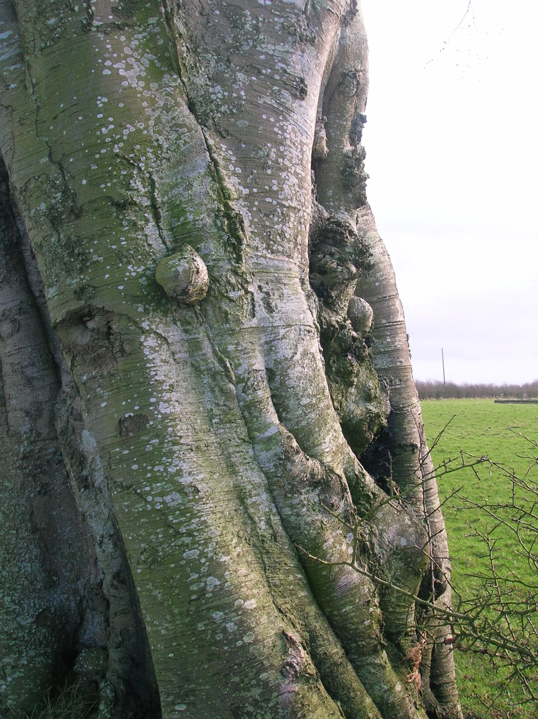 Tree trunk showing a crack and decay
