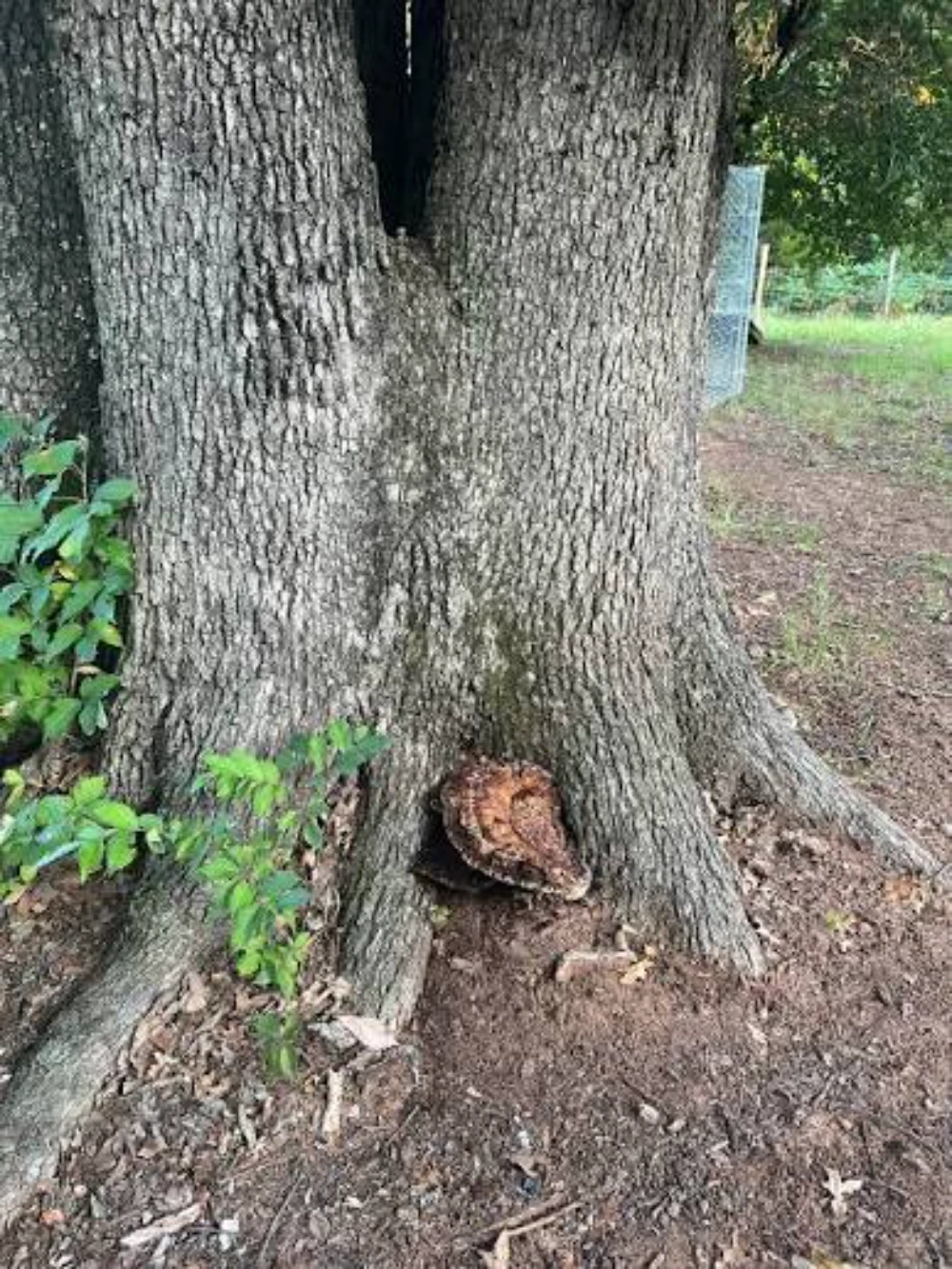 Examples of water oak decay, loblolly pine pitch tubes and Bradford pear split crotch